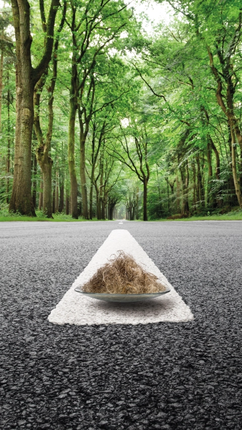 Road in woods, road marking close up